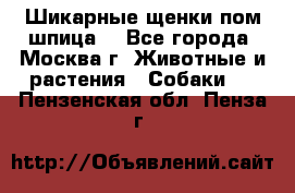 Шикарные щенки пом шпица  - Все города, Москва г. Животные и растения » Собаки   . Пензенская обл.,Пенза г.